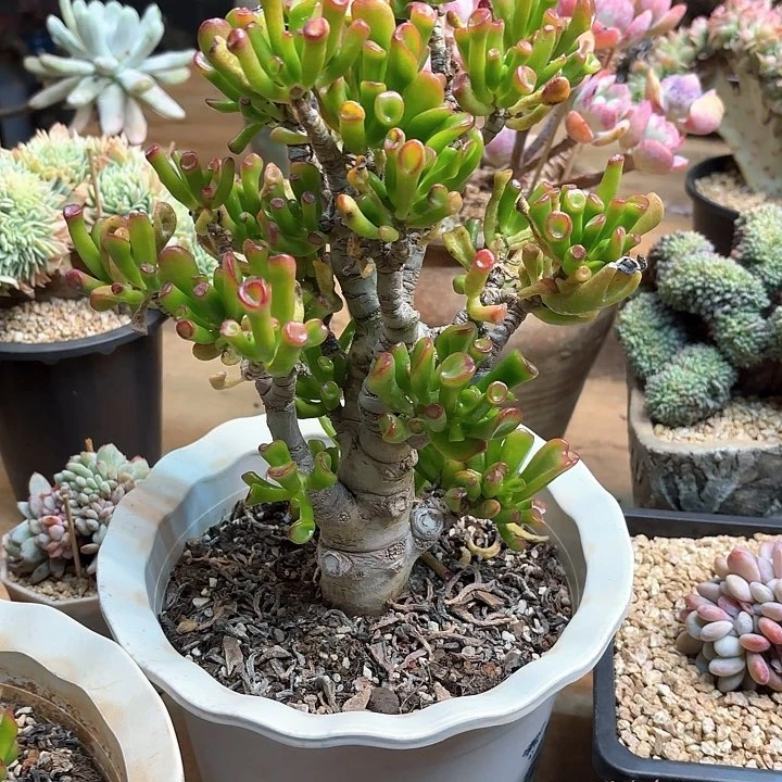 多肉植物，吸财树