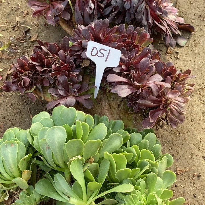 051号3克111111111111