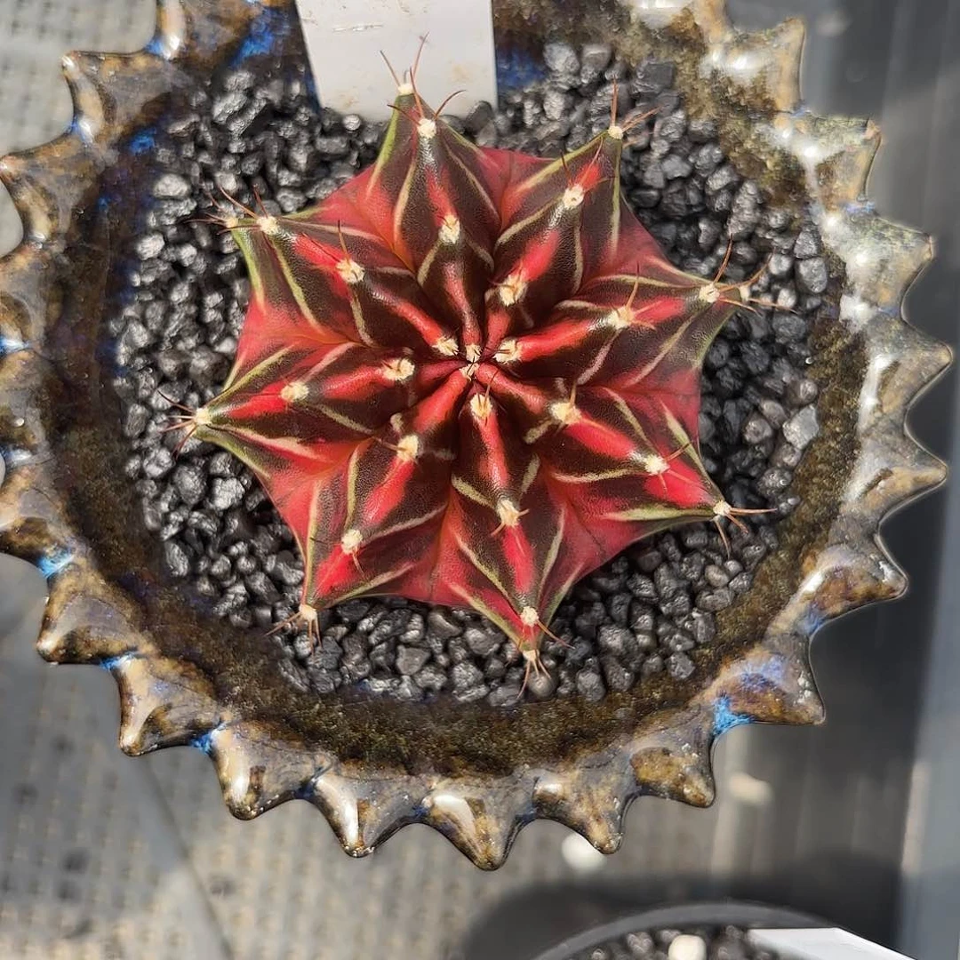 216-0616泰国发货多肉