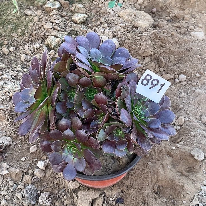 无花朵烟****舞891小苗两元一颗20颗