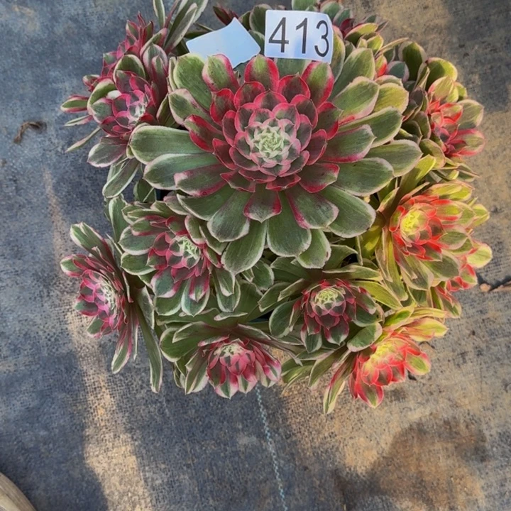 000000000413孔雀翎福利价