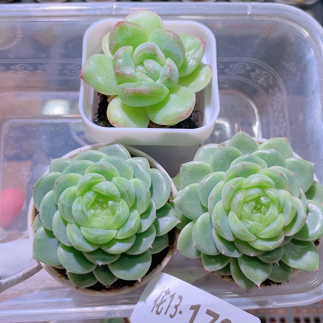 花利美13-179多肉3颗