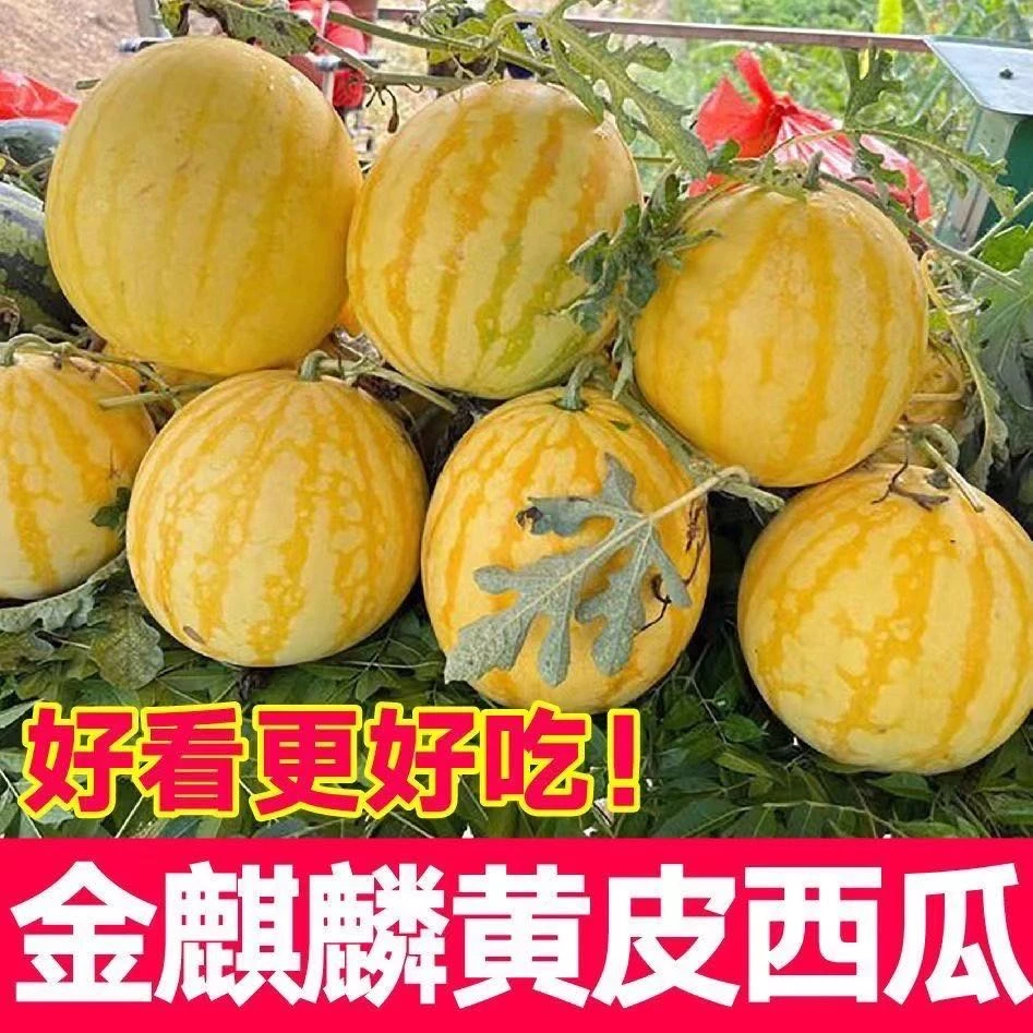 黄金西瓜小黄人黄皮西瓜二茬西瓜之乡夏邑西瓜顺丰京东送货上门