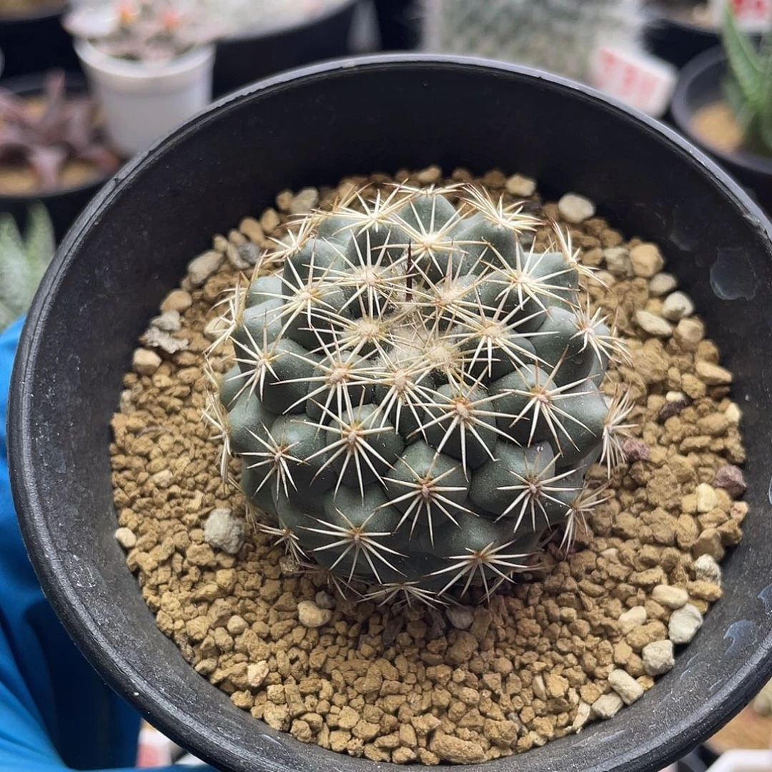 实生顶花皇后孤刺凤舞仙人球