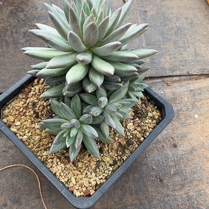 虞美人群生多头多肉