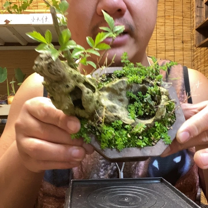 欧*一物一拍所见即所得267