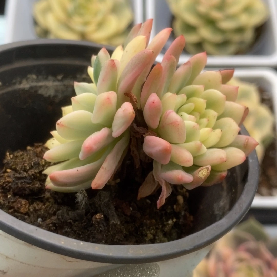 763蓝苹果福利锦锦锦锦锦