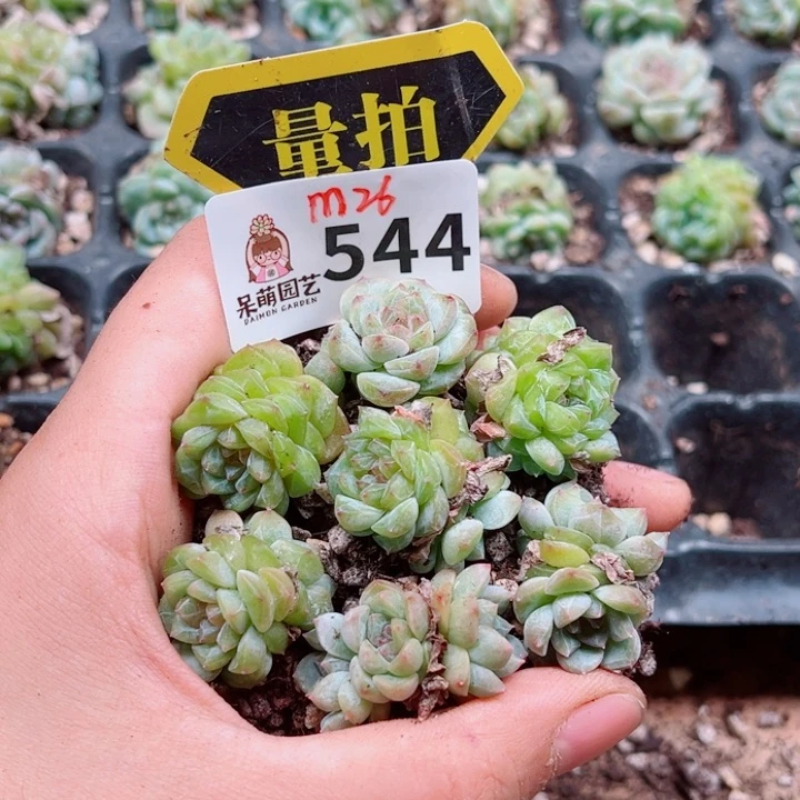 多肉植物多肉植物