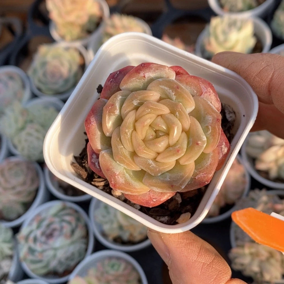 精品多多肉一物一拍不包整295