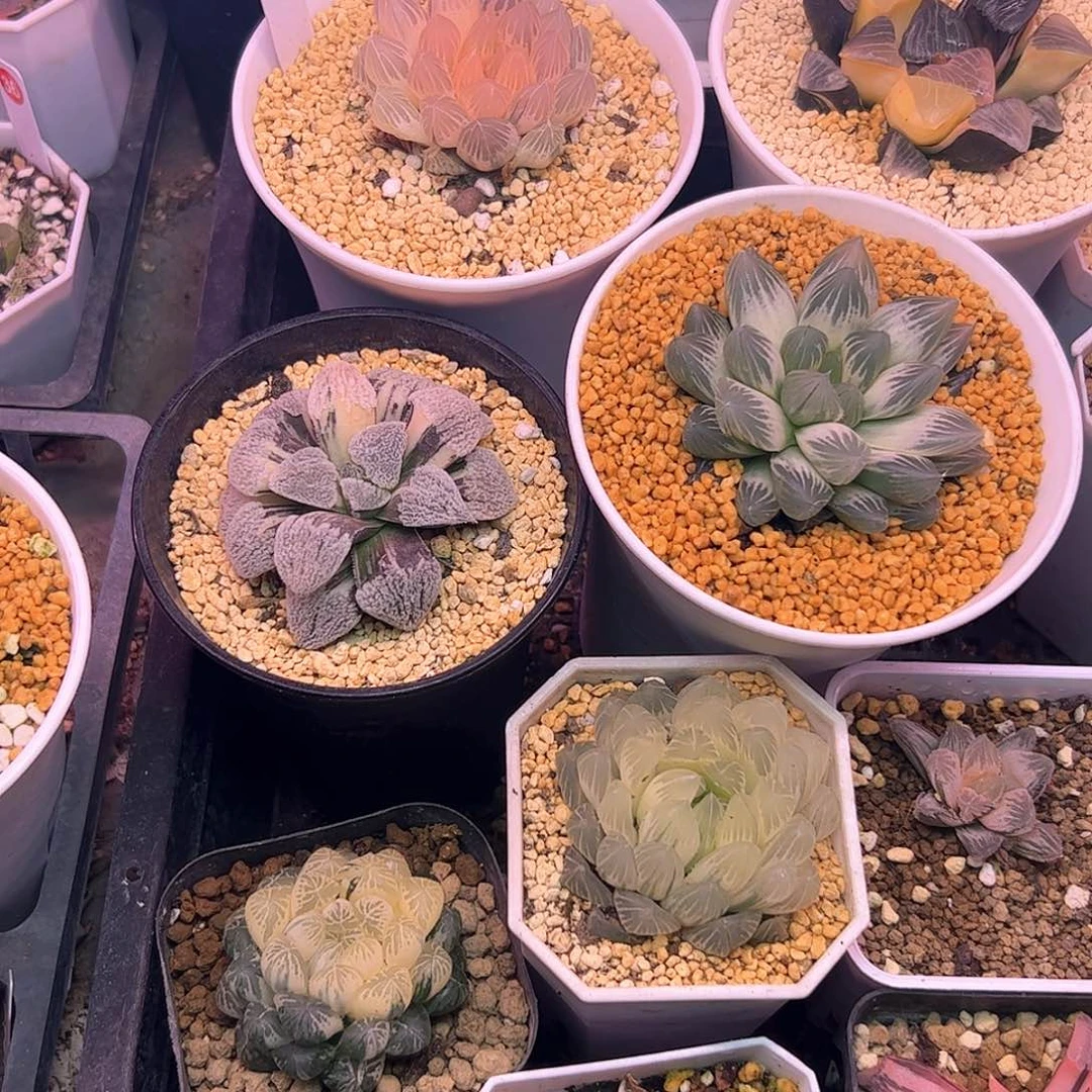 三***戟龙井十二卷多肉植物满