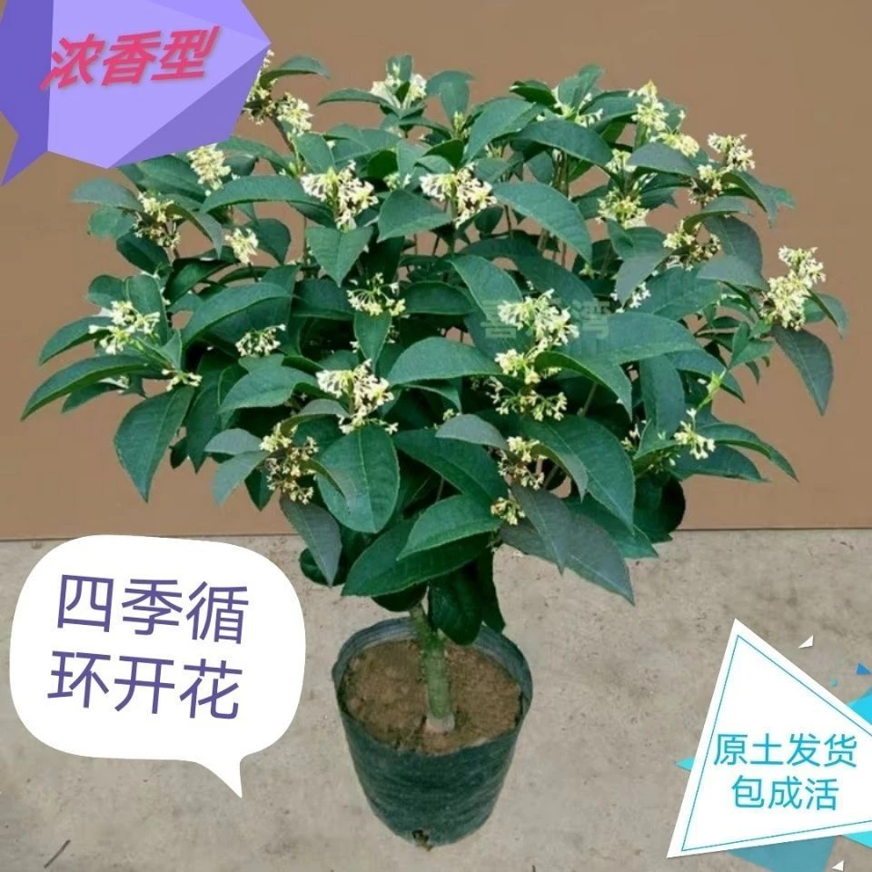 四季桂花树好养耐寒耐热浓香树苗室内盆栽花卉室外庭院阳台绿植
