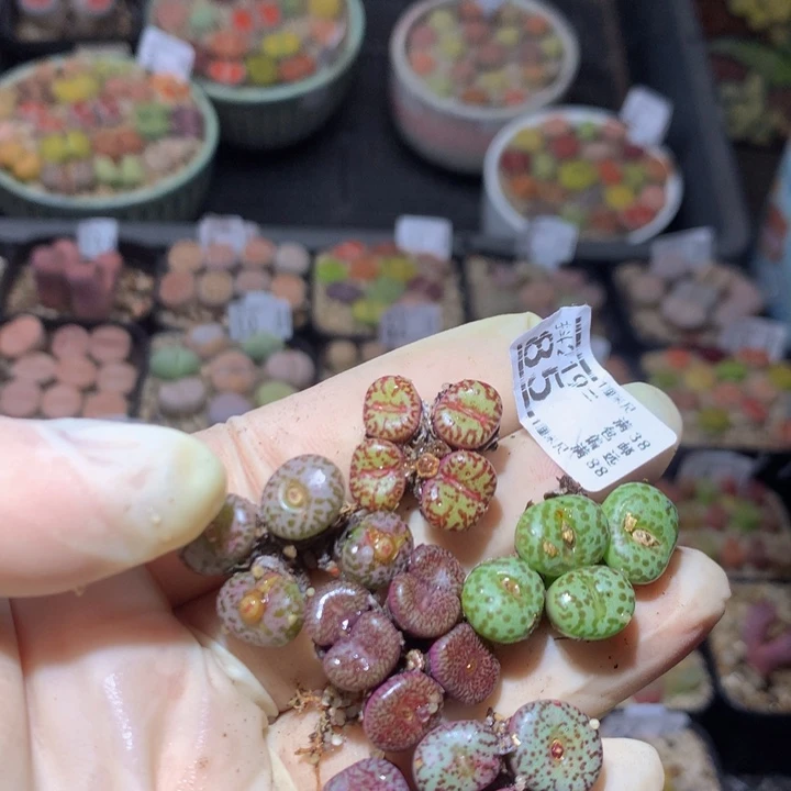 酒****?精品生石花219.85