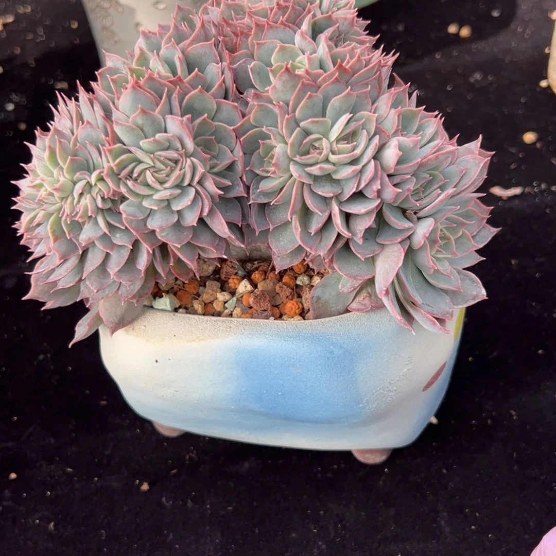 新年快乐 新年快乐