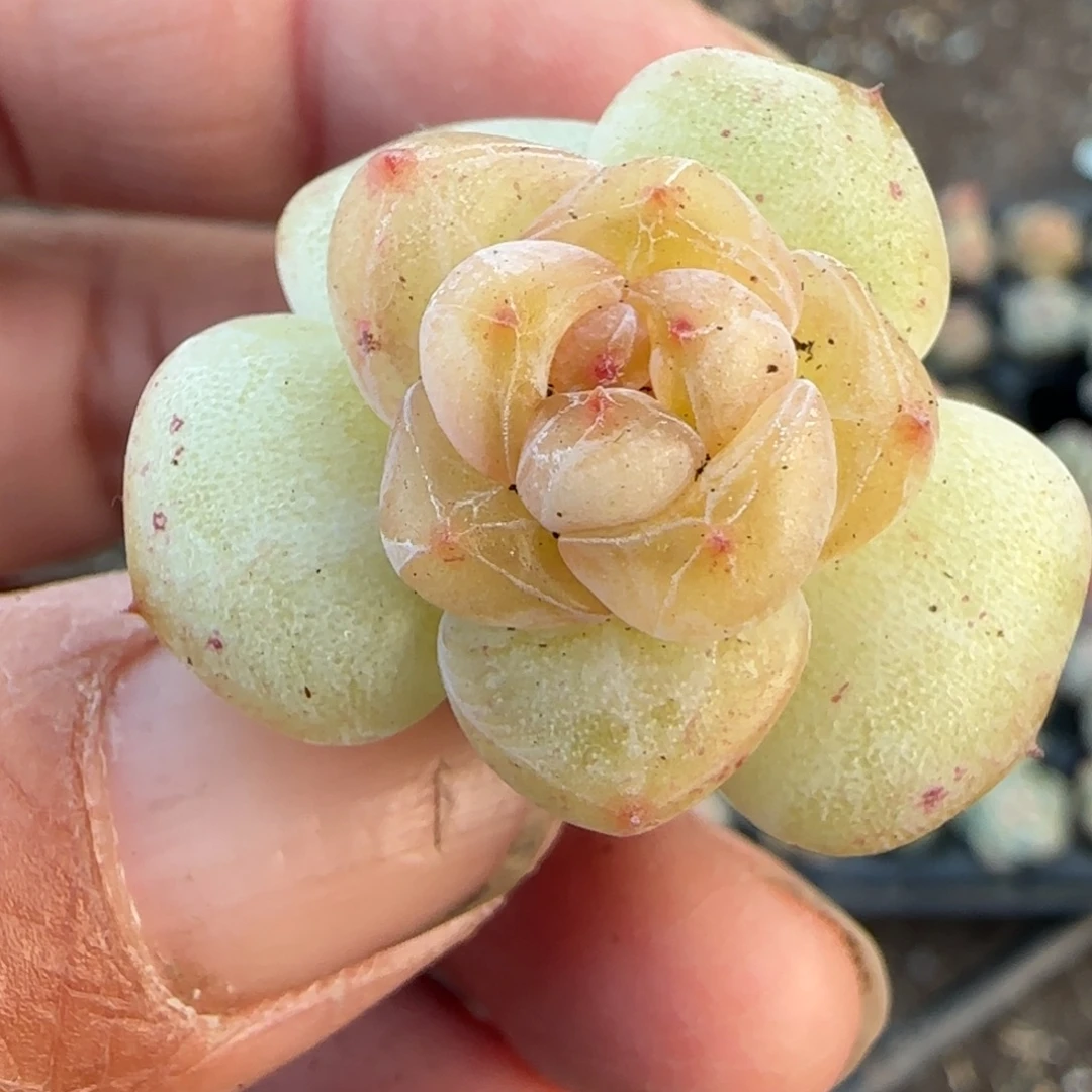 多肉小卡拉米糖心一物一拍