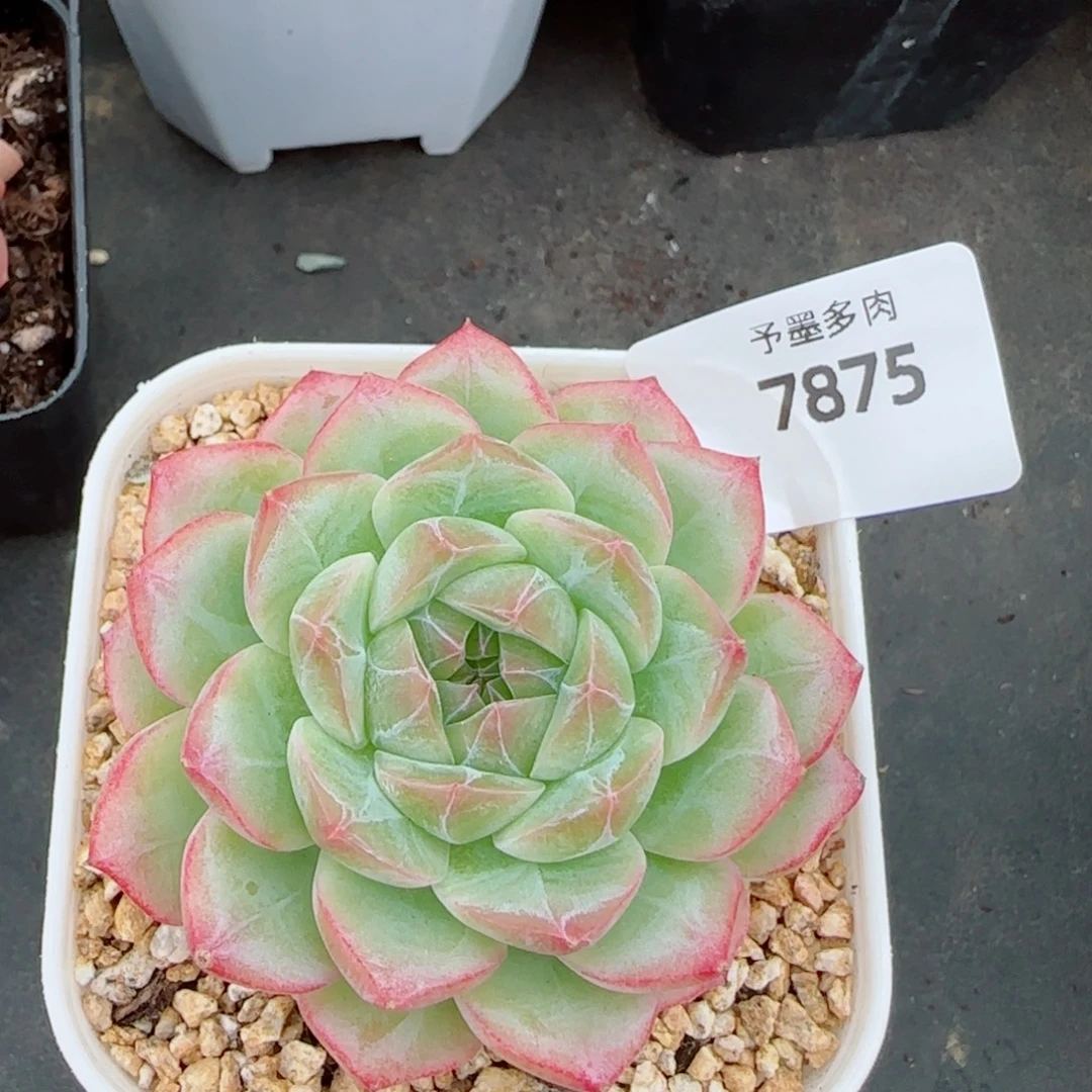 奶油卷，7875多肉植物
