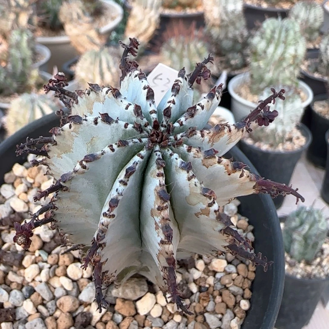 531脱土发 碎雪白衣