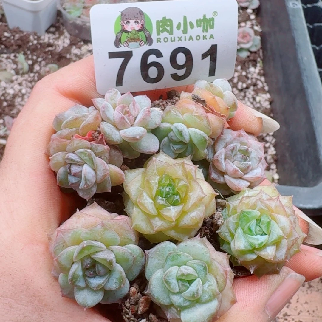 多肉植物多肉植物