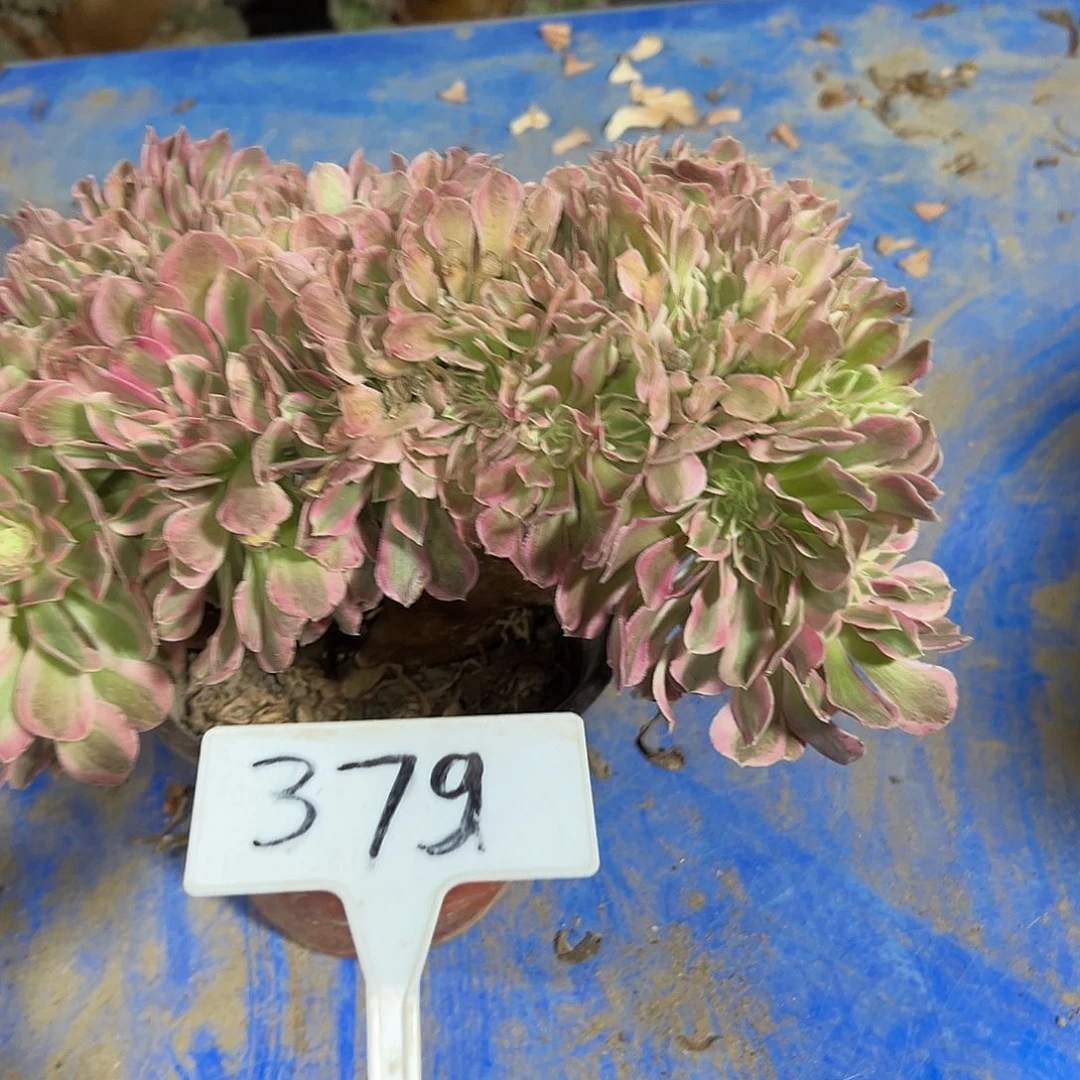 多肉植物粉女巫缀花379