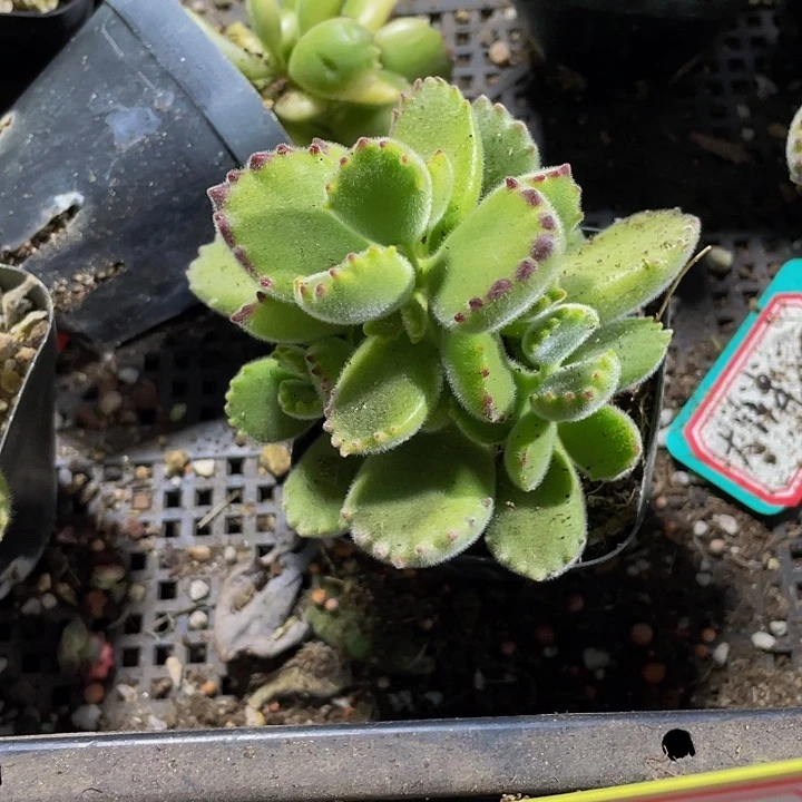 绿熊2.8带盆土发