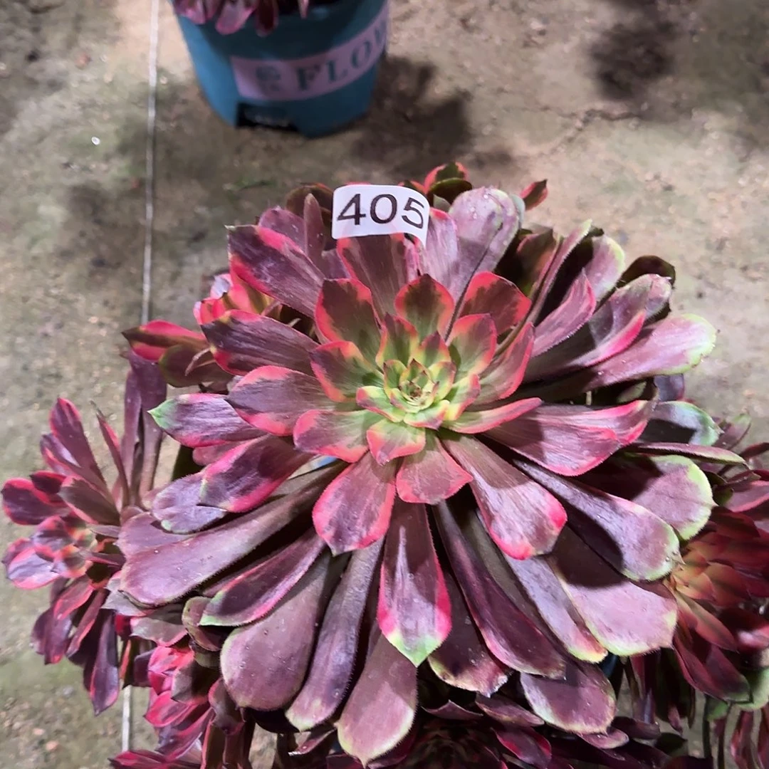 多肉植物法师烟花405