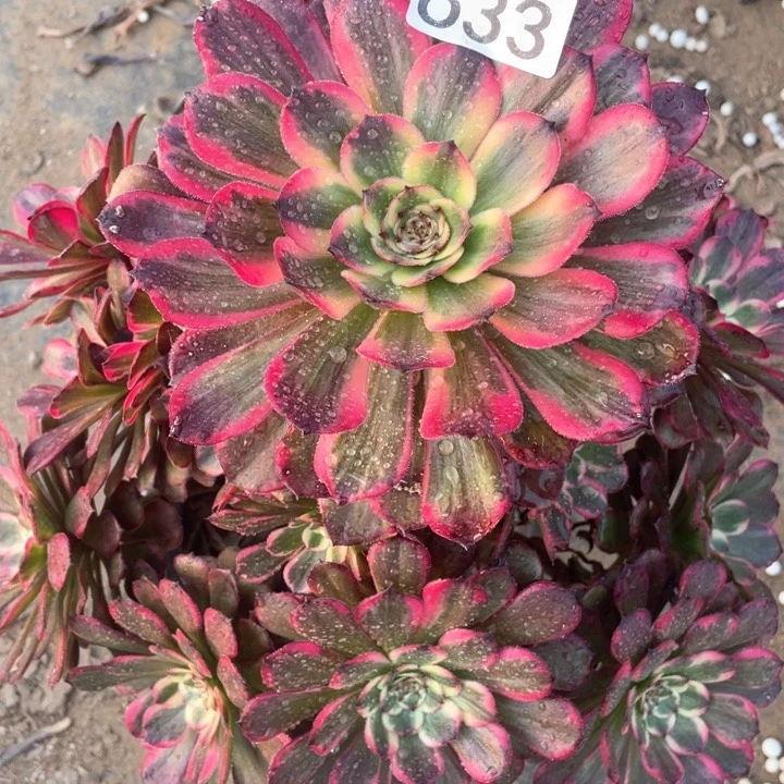 633多肉植物黑金刚