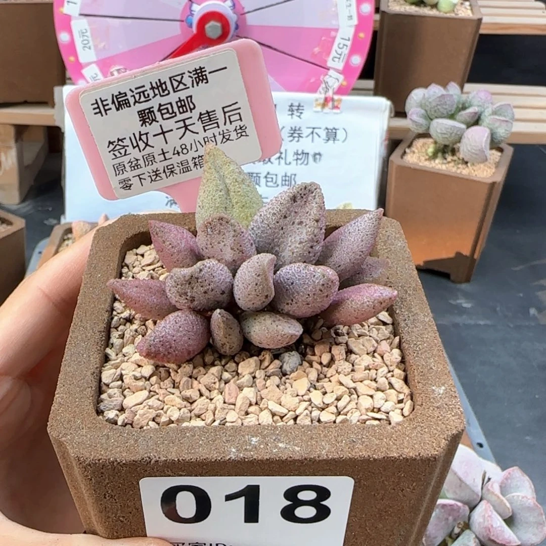 ?****吖018黑酱补差多肉