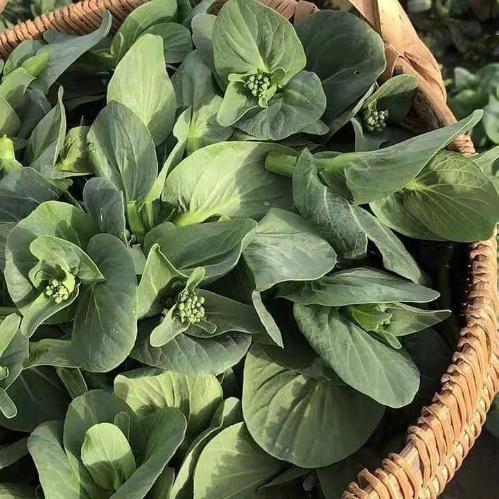 青菜苔农家自种霜打菜苔嫩菜心现采现摘