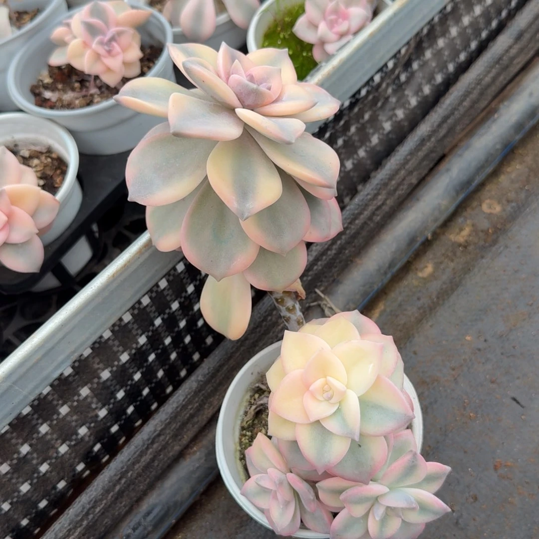 粉紫颗锦一刻群生的如今