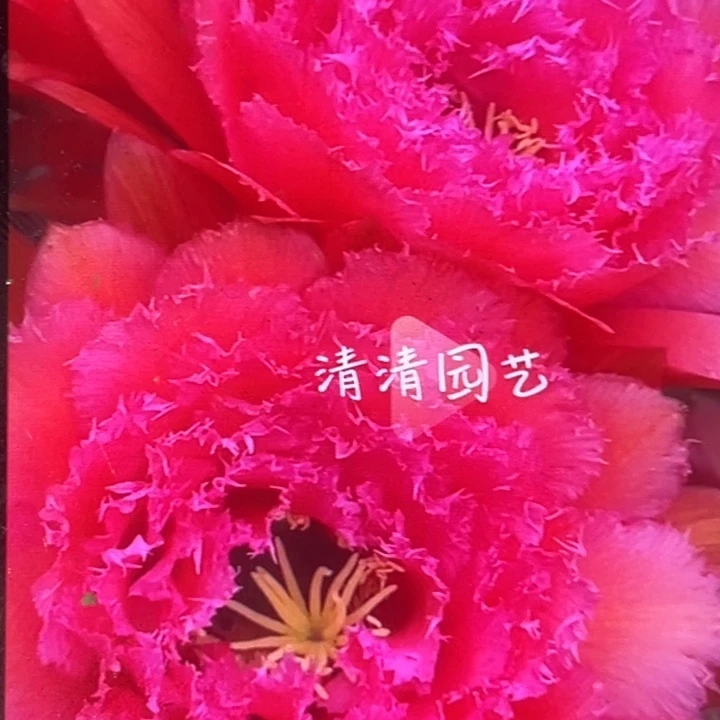 清清列为斯侧牙瑕疵歪