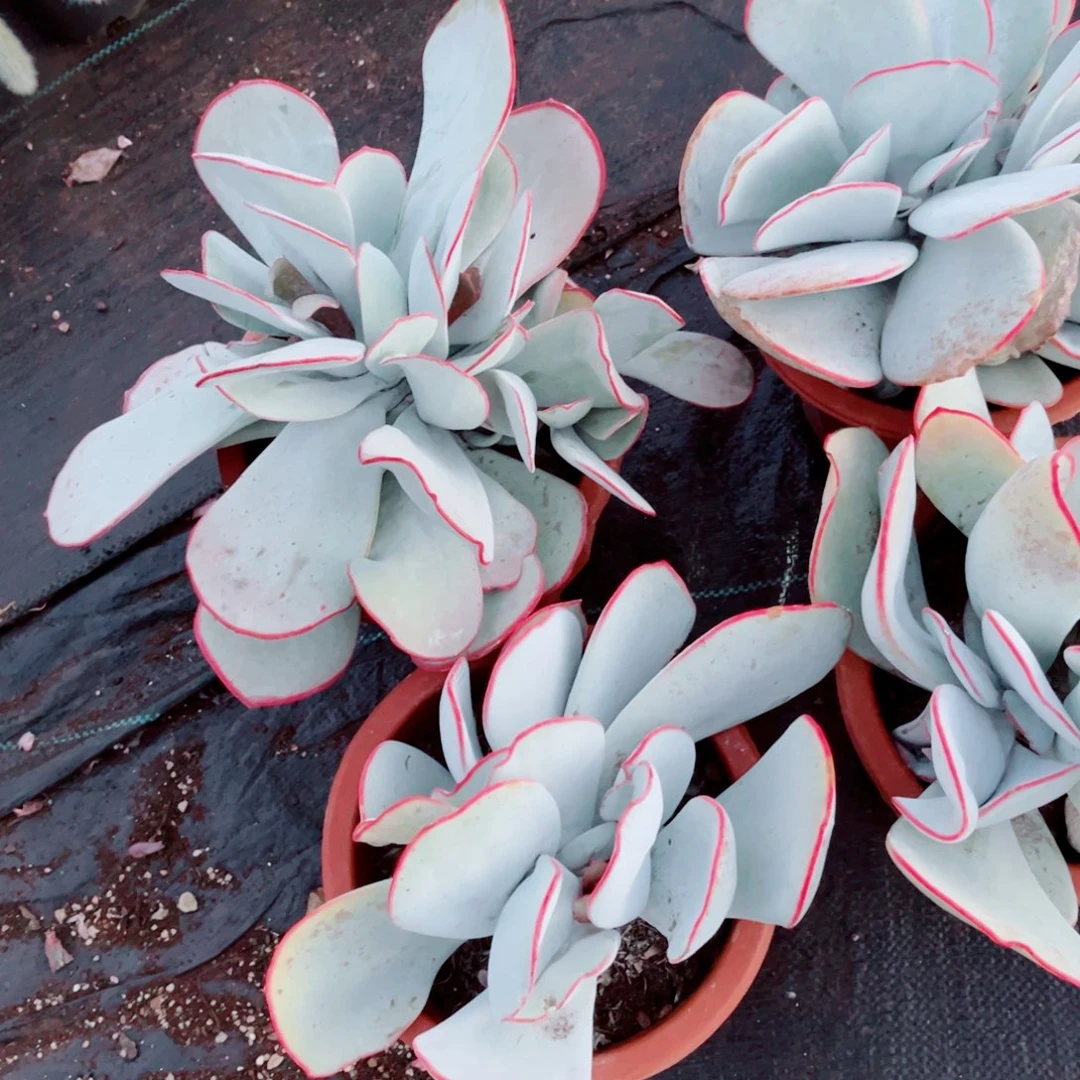 白眉多头发样品一颗