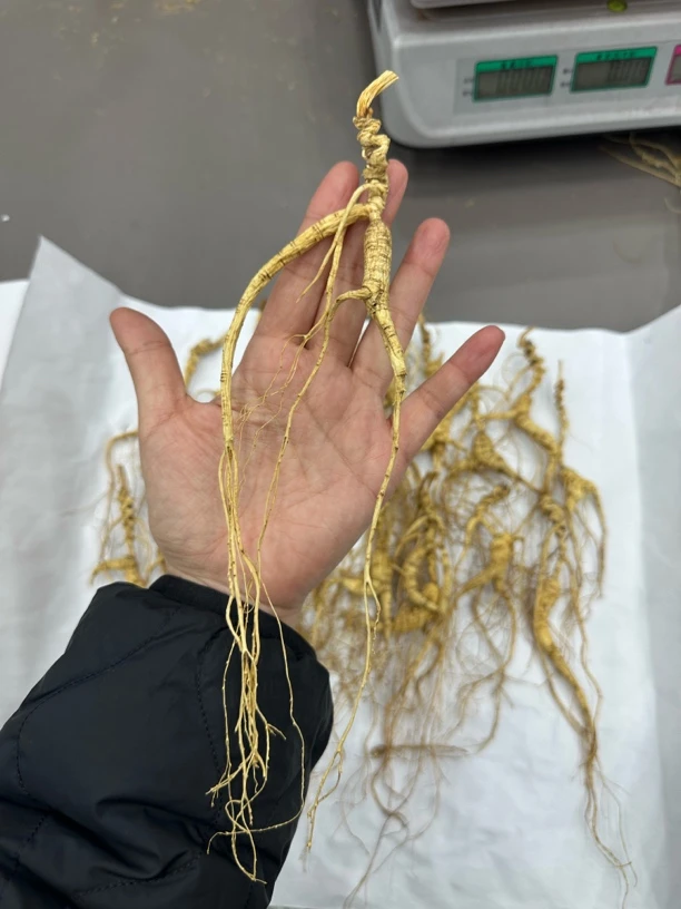 高年份老林下籽参 打粉 泡水 送礼佳品 残参 干参50克装