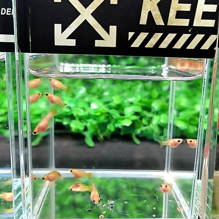 孔雀鱼黄金玻璃猫苗子8条含两条备损