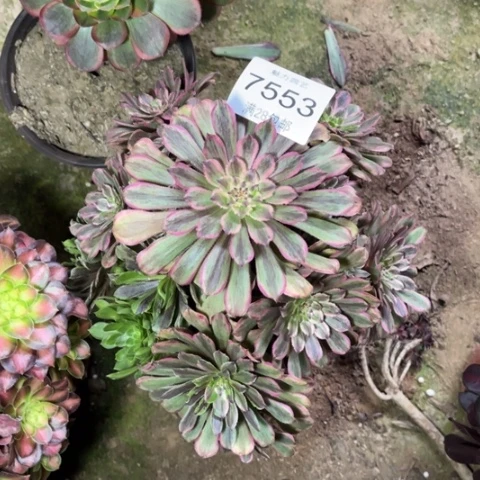 粉黛多肉多肉7553