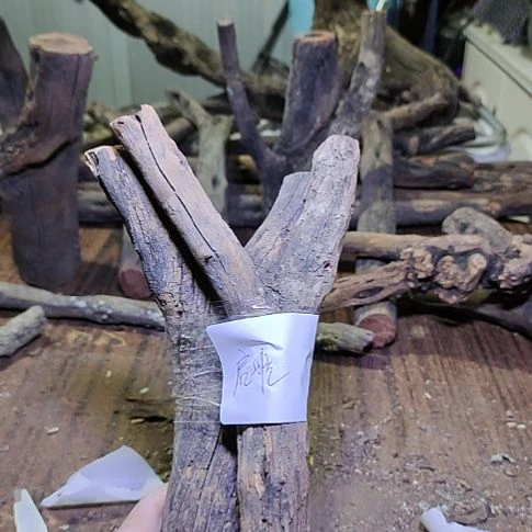 ឩ***｝火琉璃原杈，不保沉水，慎拍！