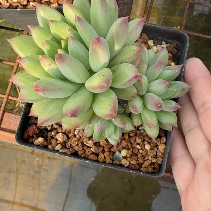 美人小群生多肉植物