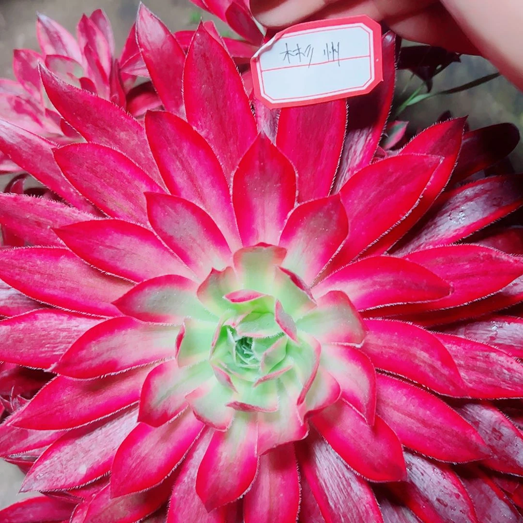 彬州多肉植物保护研究所