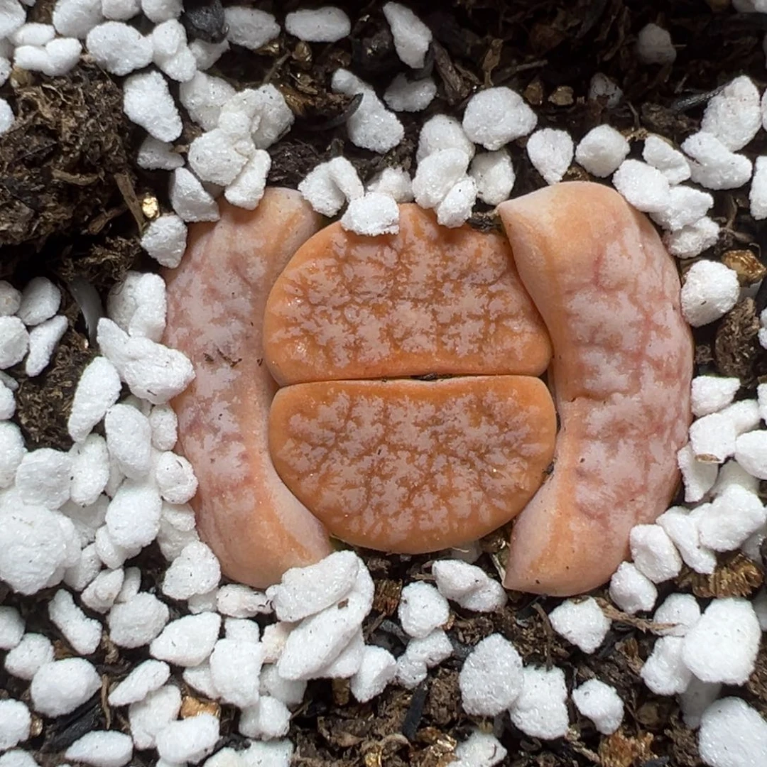 【闪购商品】656。