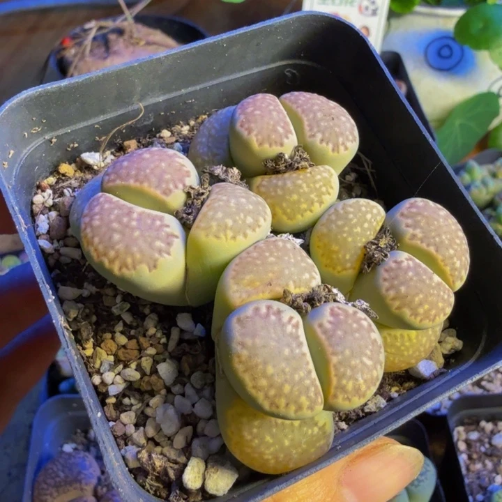 天***！多肉植物和野生43