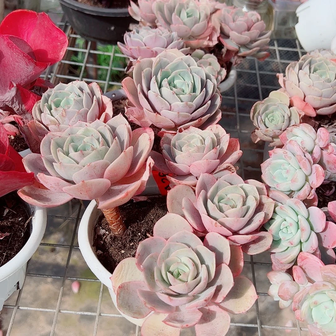 蓝色苍鹭多头大盆老桩特价