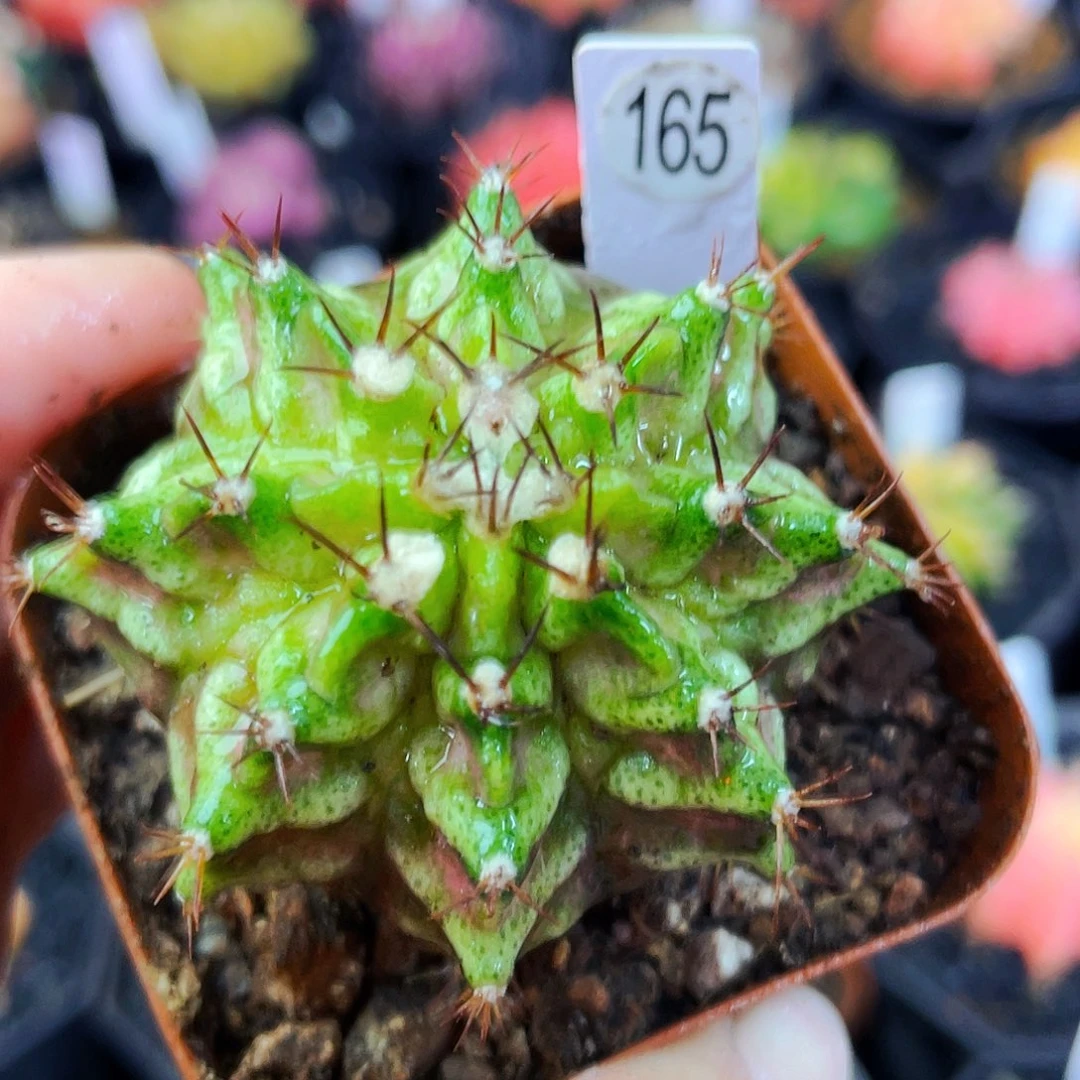 非偏远地区满25包邮仙人球