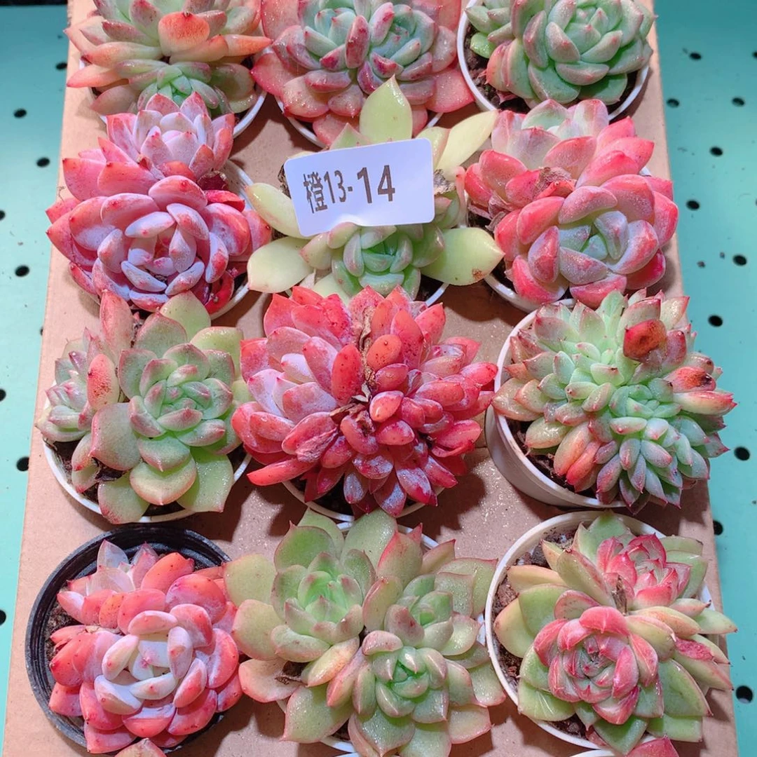 13-14一物一拍多肉带盆18颗