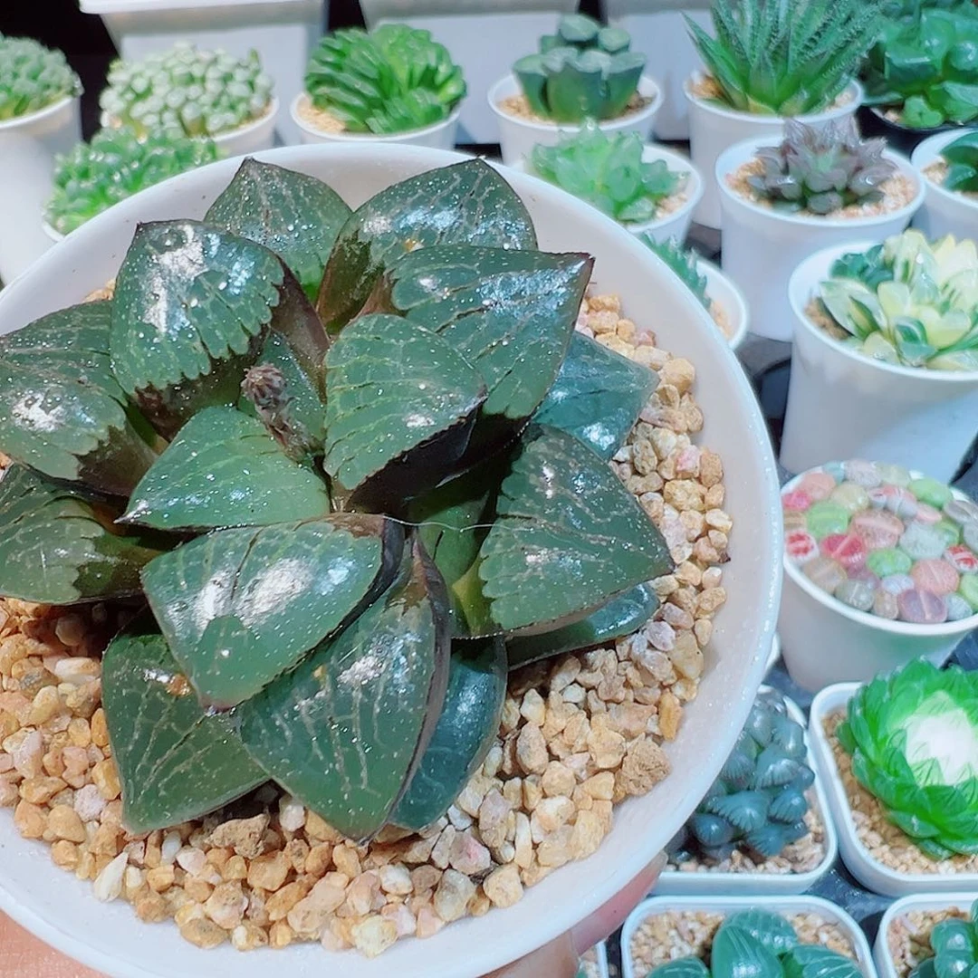 日月潭多肉多肉多