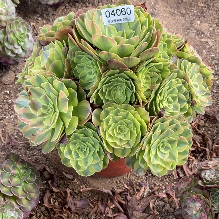 04060雨喝多肉植物
