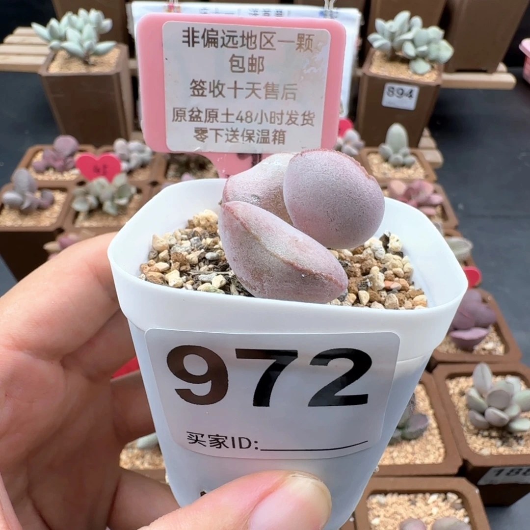 972白肌红蛋多肉植物