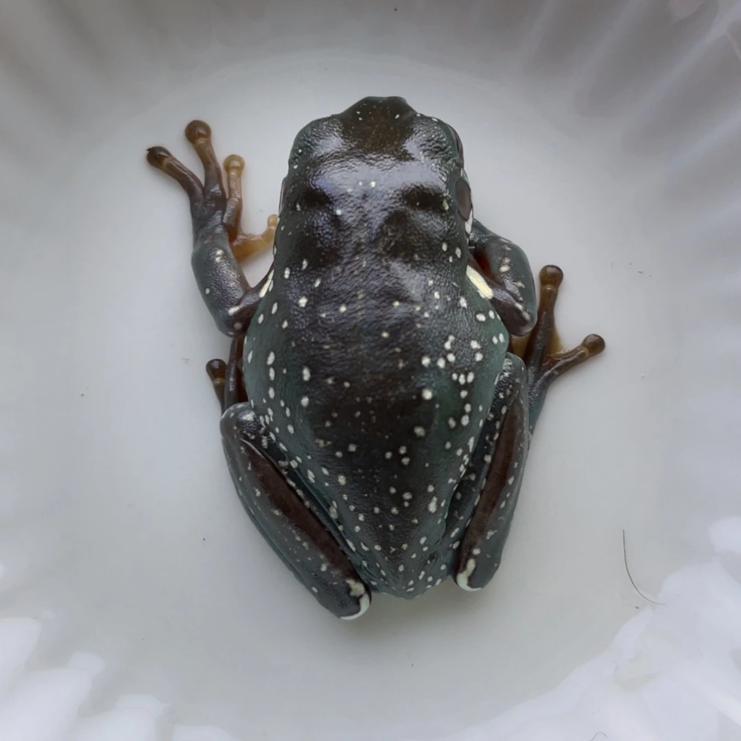 老爷树蛙24h蓝子代04号