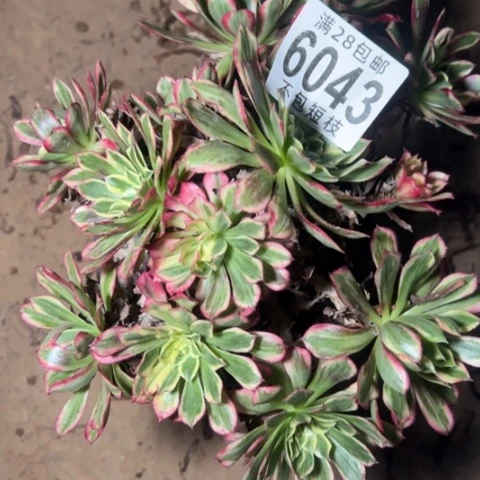 天和多肉植物法师6043