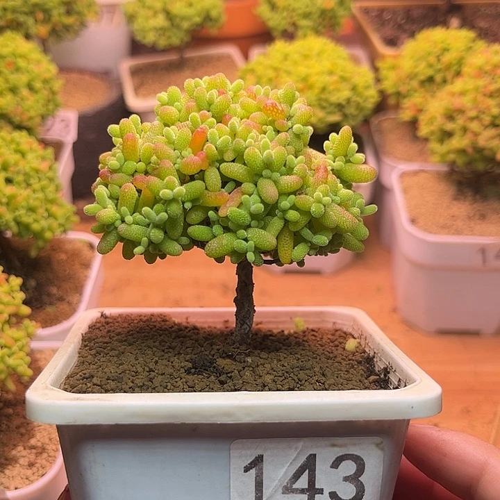 无花朵143金桔糖球