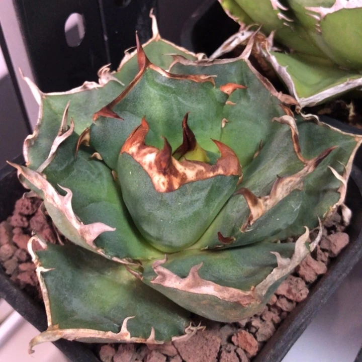 皮卡丘仁王冠龙舌兰