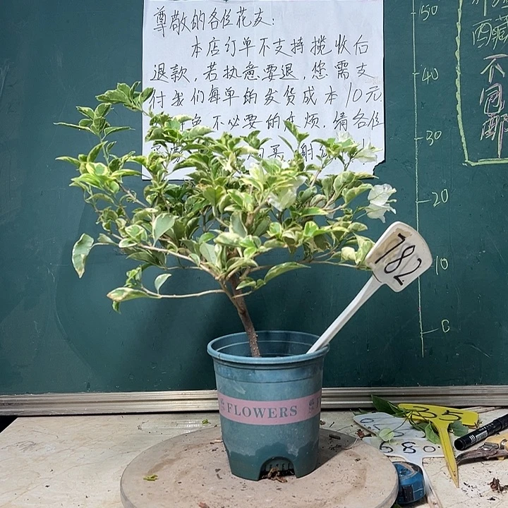 完全开放银边白 782