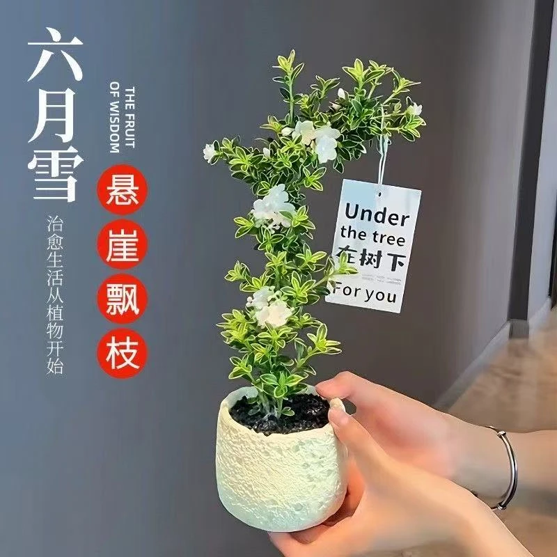 金边六月雪老桩盆栽造型植物室内桌面办公室花卉好养盆景悬崖绿植